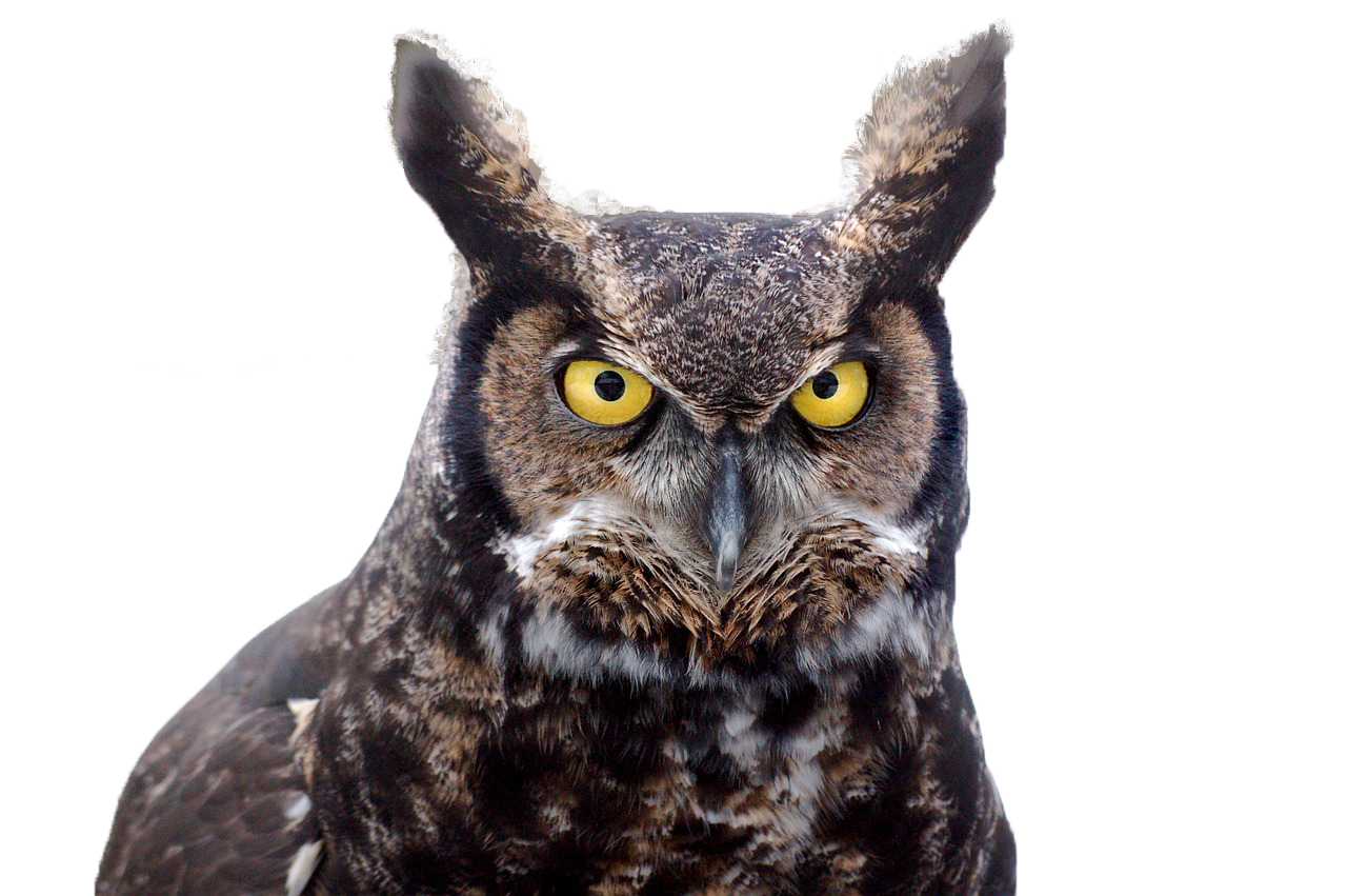 great-horned-owl - THOMAS MEMORIAL LIBRARY