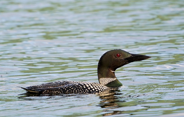 loon