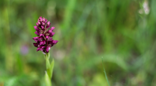 a purple wildflower in sharp focus against a blurry background of green leaves