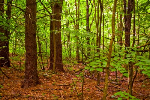 a photograph of a forest scene with brown trees, light brown earth, and green leaves