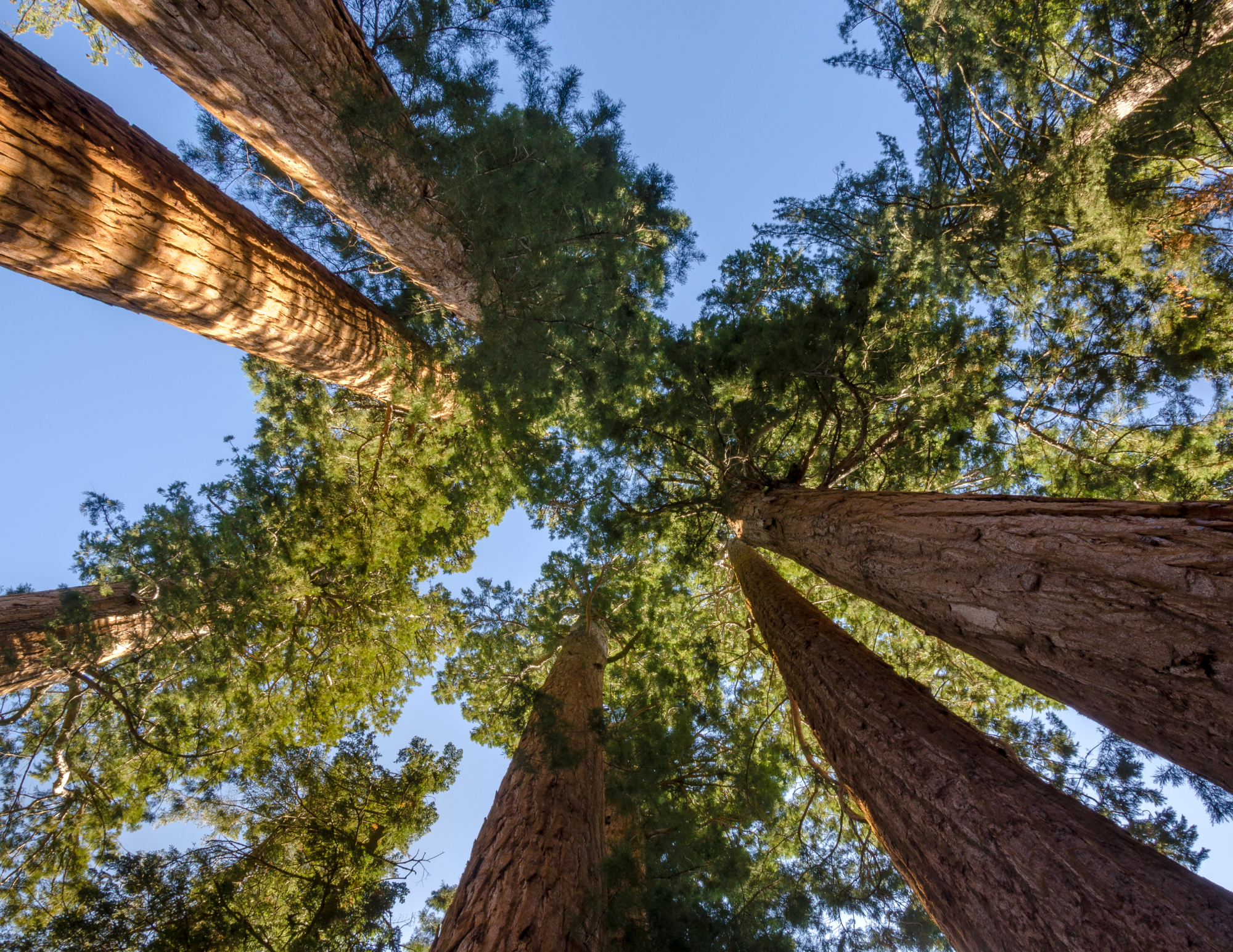 Photo looking up at trees with blue sky